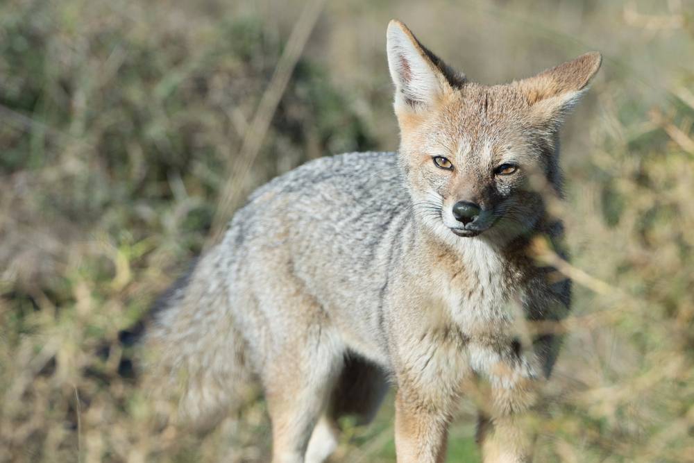 Grey Fox